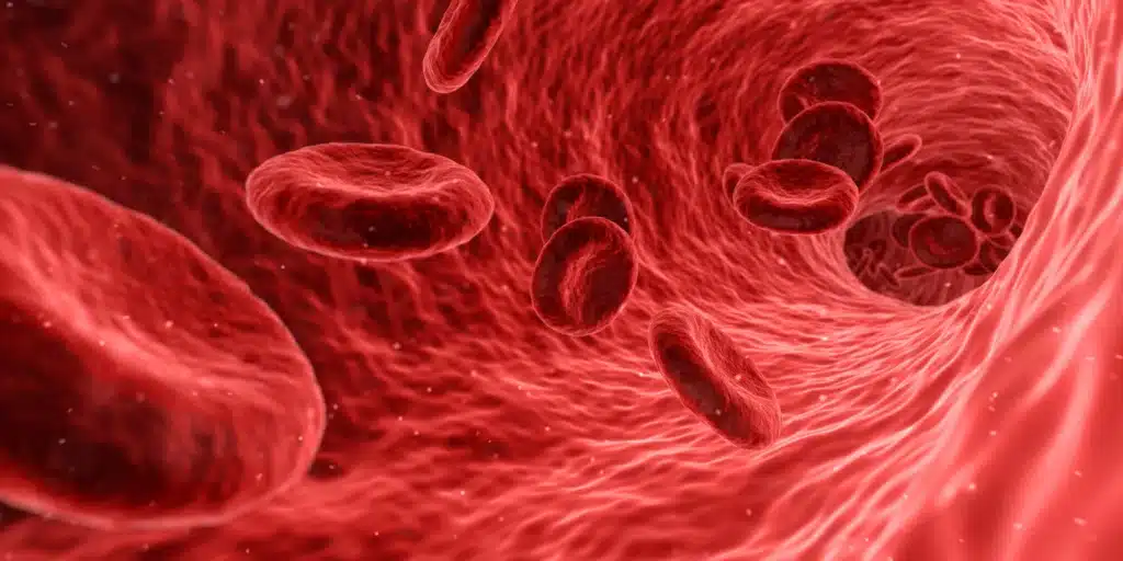 close up of red blood cells