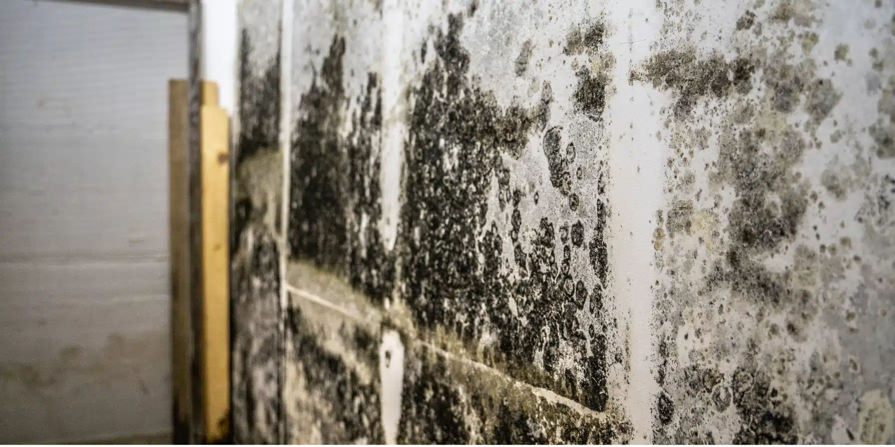 How Mold Affects Your Brain and Body